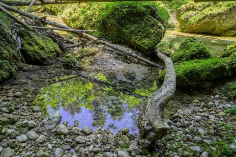 Krummer Baumstamm und bemooste Steine, Wanderung entlang der Krummen Steyrling, Molln,