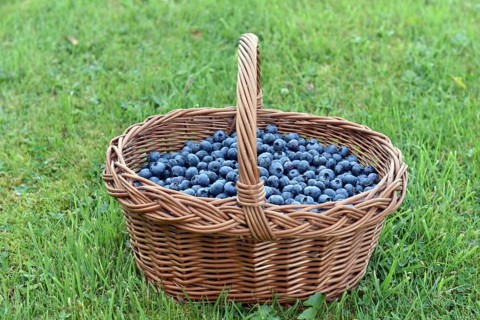 Korb mit Blaubeeren, Heidelbeeren, (Vaccinium myrtillus)