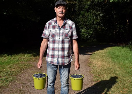 Mann, Senior mit Eimer voller Blaubeeren, Heidelbeeren, (Vaccinium myrtillus)