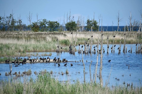 Kormorane, (Phalacrocorax carbo) in den Wasserläufen und Salzwiesen auf dem Darß, nahe der Ostsee,