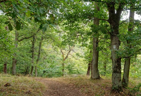 Wanderweg im Wandergebiet Rotenfels im Naturpark Soonwald-Nahe in der Pfalz. Traisen, Landkreis Bad