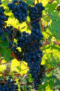 Rote Weinreben, Weintrauben, an Rebstöcken am Weingut Brunnenhof. Norheim, Bad Kreuznach,