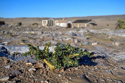 Buschmannkerze (Sarcocaulon mossamedense), Grillenthal, Diamentensperrgebiet, bei Lüderitz, Region