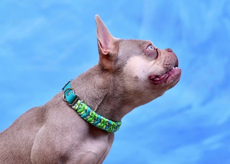 New Shade Isabella colored French Bulldog dog with woven paracord collar in fonrt of blue