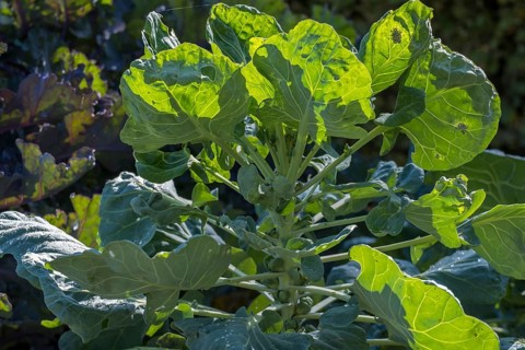 Rosenkohl (Brassica oleracea) auf einem Gemüsebeet, Münsterland, Nordrhein-Westfalen, Deutschland