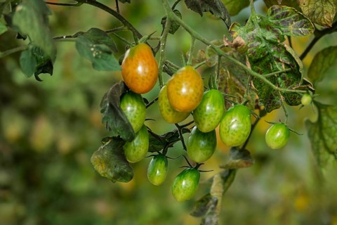 Datteltomaten, Sorte Cupido, Münsterland, Nordrhein-Westfalen, Deutschland