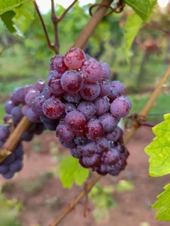 Blaue Weintrauben (Vitis sp.) am Rebstock, mit Regentropfen, Südpfalz, Pfalz, Rheinland-Pfalz,
