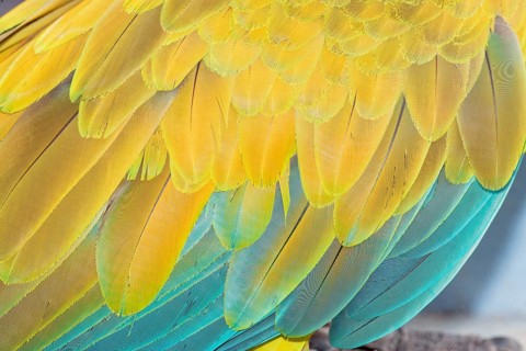Military macaw (Ara militaris) feathers, close-up, Costa Rica, Central America