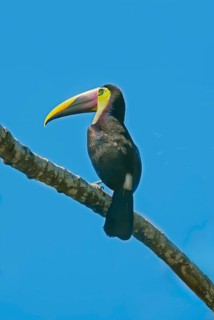 Chestnut-mandibled Toucan (Ramphastos swainsonii) perching on a tree, Corcovado National Park, Osa