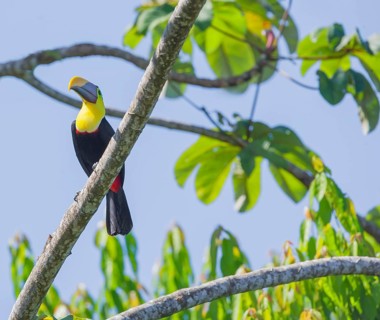 Chestnut-mandibled Toucan (Ramphastos swainsonii) perching on a tree, Corcovado National Park, Osa