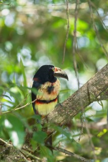 Collared Aracari (Pteroglossus torquatus), Costa Rica, Central America