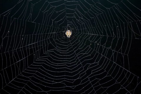 Tropical Red and Black Orb-weaving Spider (Eriophora fuliginea) weaving, Costa Rica, Central