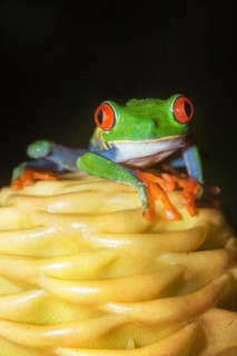 Red eyed tree frog (Agalychins callydrias) on yellow flower, Costa Rica