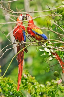 Scarlet Macaw couple (Ara macao) in an affectionate mood, Corcovado National Park, Osa Peninsula,