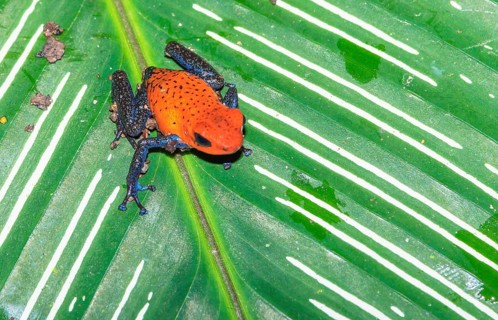 Blue jeans dart frog (Dendrobates pumilio) on a leaf, Costa Rica