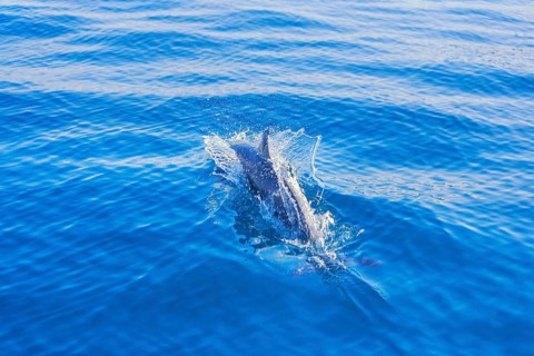 Pantropical spotted dolphin (Stenella attenuata) swimming, Drake Bay, Corcovado National Park, Osa