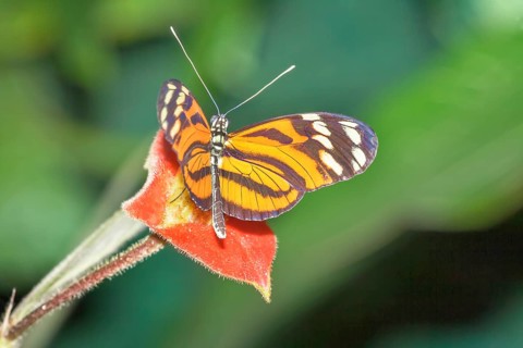 Orange-spotted Tiger Clearwing, (Mechanitis polymnia) butterfly, Costa Rica, Central America