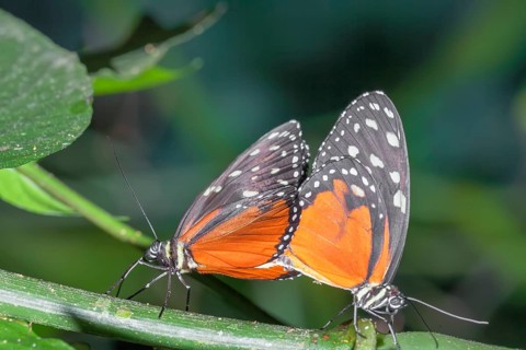 Monarch Butterflies, (heliconius hecale), Costa Rica
