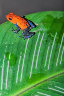 Blue jeans dart frog (Dendrobates pumilio) on a leaf, Costa Rica