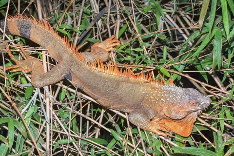 Green Iguana (Iguana Iguana), La Fortuna, Costa Rica, Central America