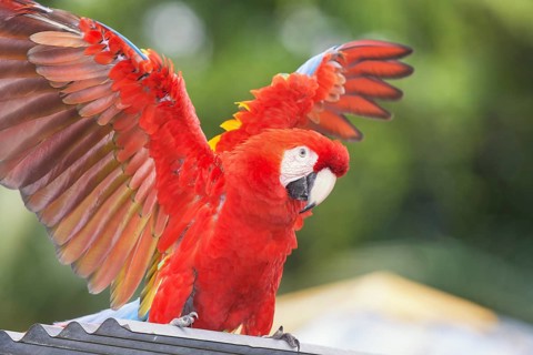 Scarlet Macaw (Ara macao) opening wings, Costa Rica, Central America