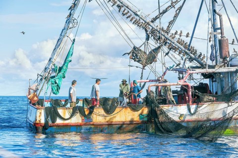 Fishing boat accompanied by a flock of birds, Drake bay, Osa Peninsula, Costa Rica