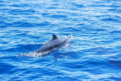 Pantropical spotted dolphin (Stenella attenuata) swimming, Drake Bay, Corcovado National Park, Osa