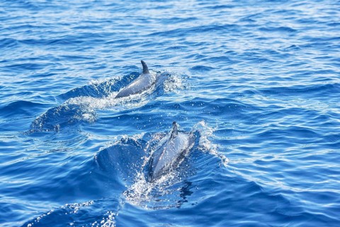 Pantropical spotted dolphins (Stenella attenuata) swimming, Drake Bay, Corcovado National Park, Osa