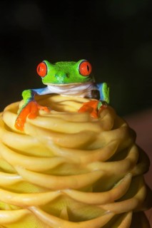 Red eyed tree frog (Agalychins callydrias) on yellow flower, Costa Rica
