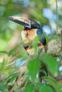Collared Aracari (Pteroglossus torquatus) perched on tree, Costa Rica, Central America