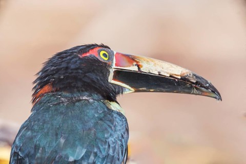 Collared Aracari (Pteroglossus torquatus), Costa Rica, Central America