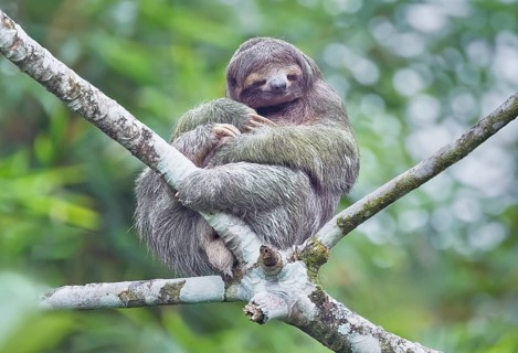 Three-toed sloth (Bradypus variegatus) sitting on a tree, Costa Rica, Central America