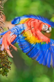Scarlet Macaw (Ara macao) in flight, Corcovado National Park, Osa Peninsula, Costa Rica