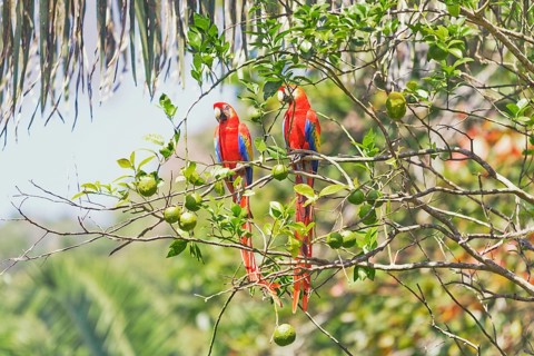 Scarlet Macaws (Ara macao) perching on a tree, Corcovado National Park, Osa Peninsula, Costa Rica