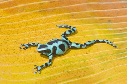 Green and Black poison dart frog, (Dendrobates auratus), Costa Rica, Central America