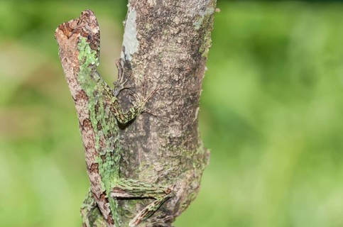 Pug-nosed anole lizard (Norops capito) camouflaged, Costa Rica, Central America