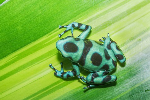 Green and Black poison dart frog, (Dendrobates auratus), Costa Rica, Central America