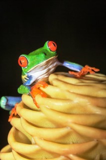 Red eyed tree frog (Agalychins callydrias) on yellow flower, Costa Rica