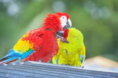 Military macaw (Ara militaris) and Scarlet Macaw (Ara macao) showing affection, Costa Rica, Central