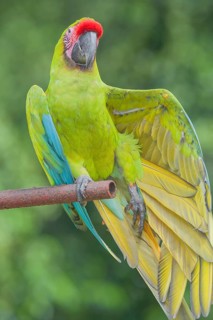 Military macaw (Ara militaris) opening its wings, Costa Rica, Central America