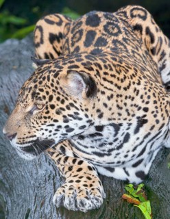 Close-up of a Jaguar (Panthera onca), Costa Rica, Central America