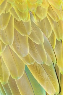Military macaw (Ara militaris) feathers, close-up, Costa Rica, Central America