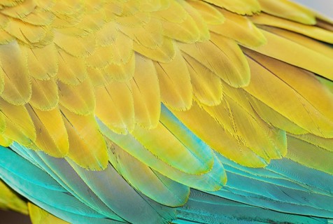 Military macaw (Ara militaris) feathers, close-up, Costa Rica, Central America