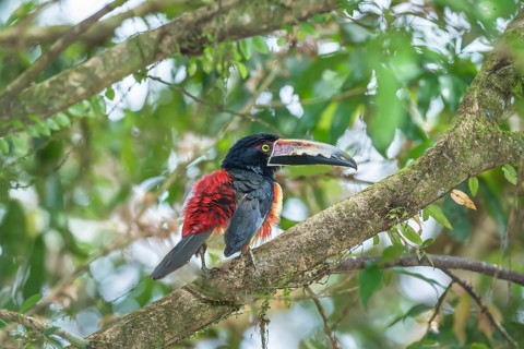 Collared Aracari (Pteroglossus torquatus) perched on tree, Sarapiqui, Costa Rica, Central America