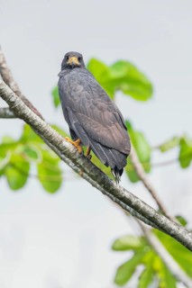 Great black hawk (Urubitinga urubitinga) perched on a tree, Corcovado National Park, Osa Peninsula,