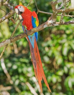 Scarlet Macaw (Ara macao) eating a nut, Corcovado National Park, Osa Peninsula, Costa Rica