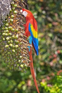 Scarlet Macaw (Ara macao) perching on a tree, Corcovado National Park, Osa Peninsula, Costa Rica