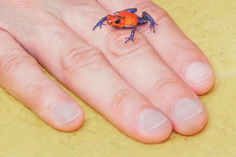 Blue jeans dart frog (Dendrobates pumilio) on human hand, Costa Rica