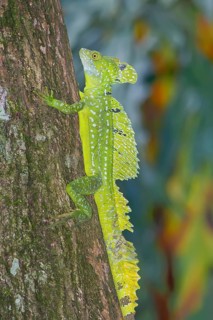Plumed Basilisk (Basiliscus plumifrons) moving up tree, Costa Rica, Central America