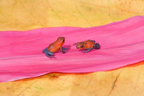 Blue jeans dart frogs (Dendrobates pumilio) on a leaf, Costa Rica, Central America